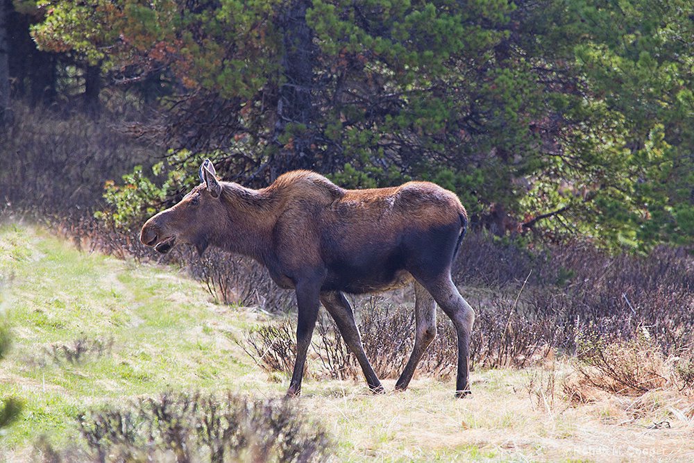 Mama Moose - Jasper National Park