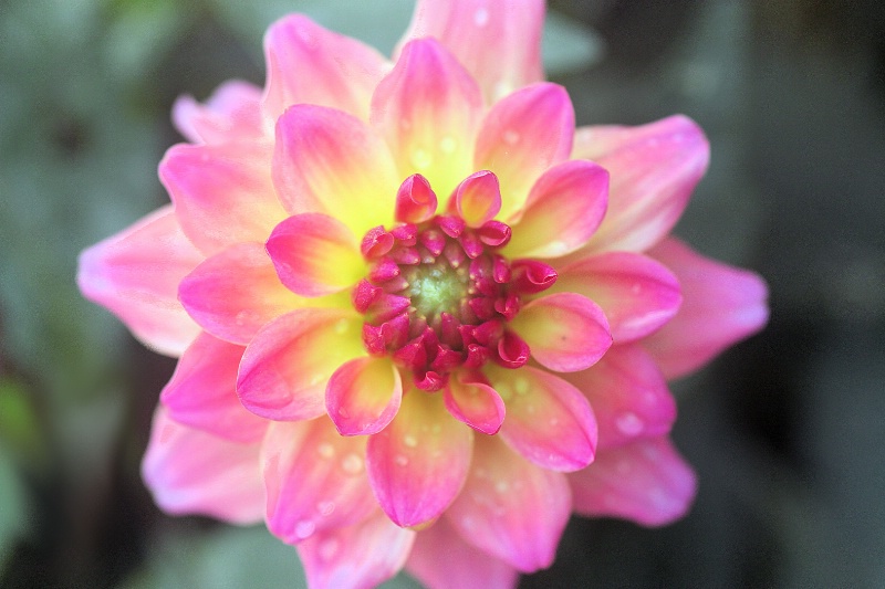 dahlia