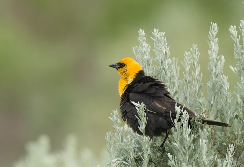 Yellow Breasted Blackbird