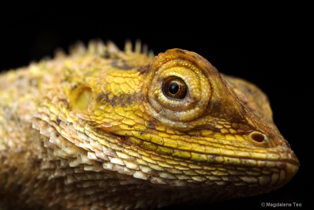 Macro - Iguana Close Up 