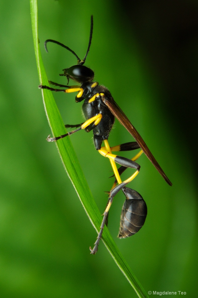 Macro - Wasp Close Up 