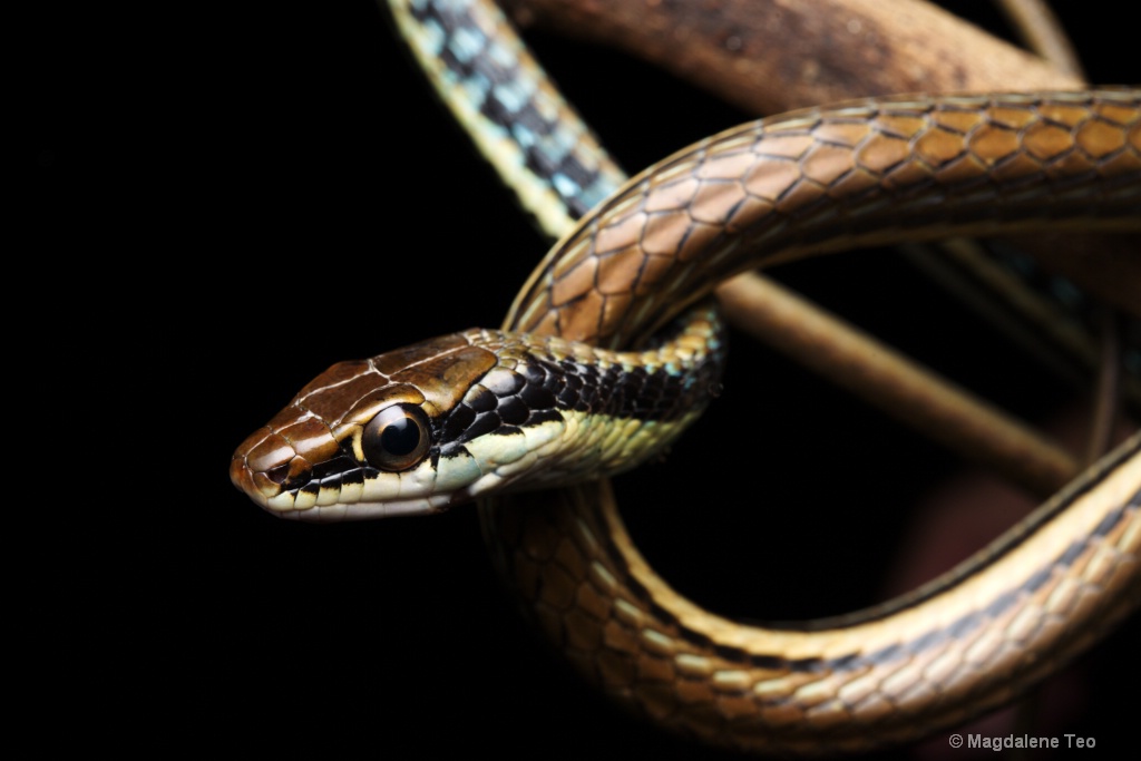 Macro - Bronzeback Snake Close Up 
