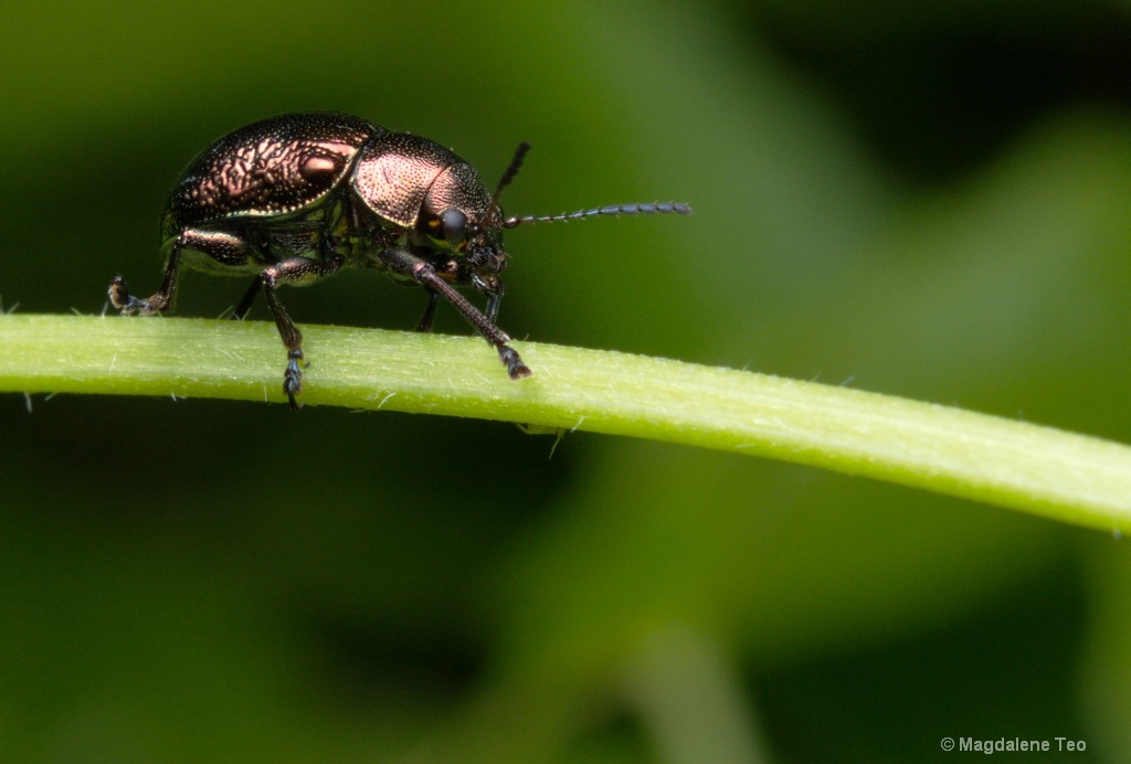 Macro - Leaf Beetle