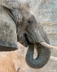 Elephant Texture