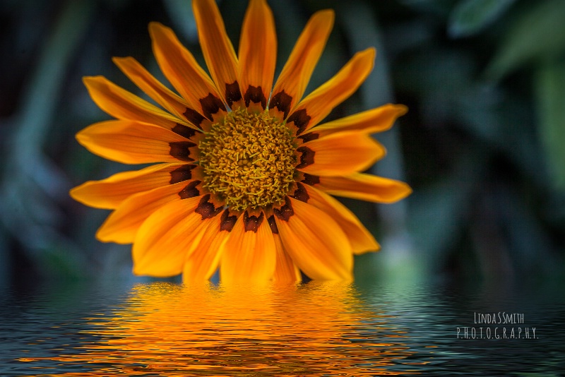 sunset in the garden