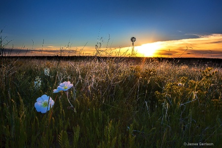 Morning on the Grasslands