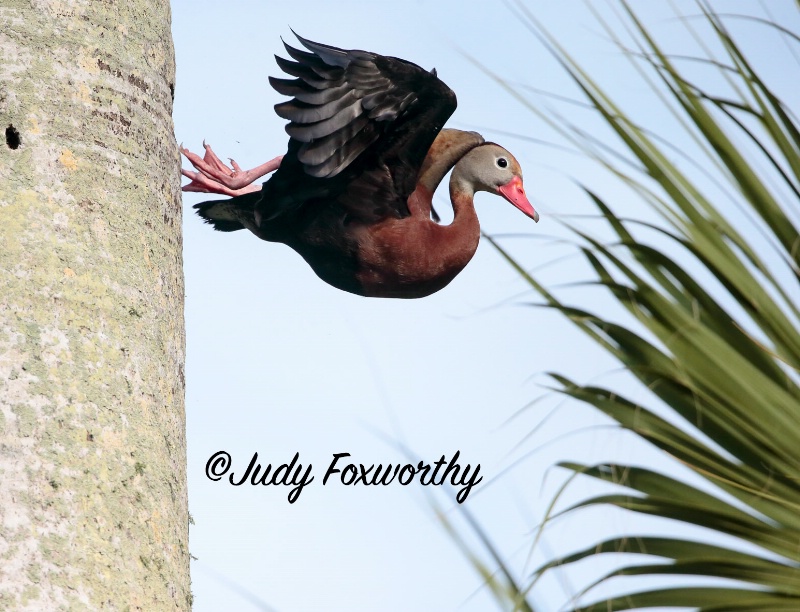 Whistling Duck