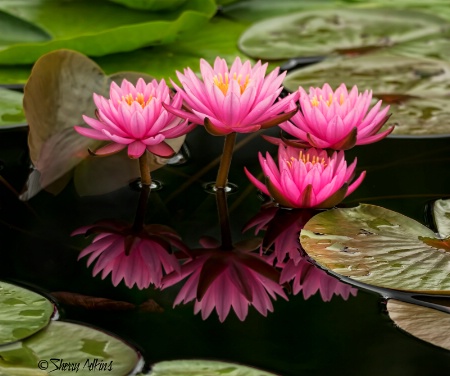 Water Lilies