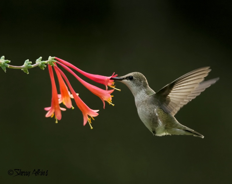 Hummingbird