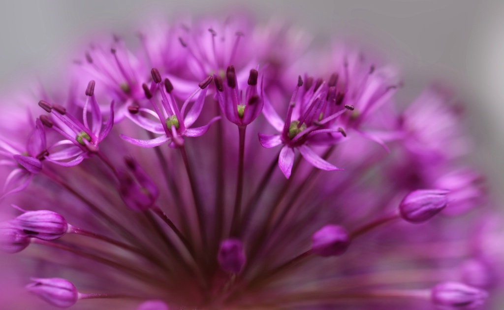 Allium Flower Head