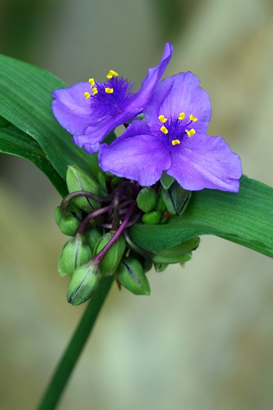 Tradescantia