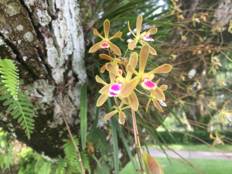 Wild Florida Orchids