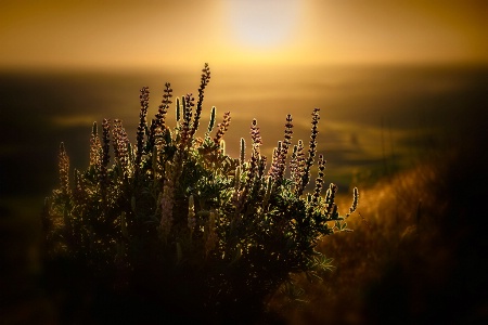 Lupines at Sunset