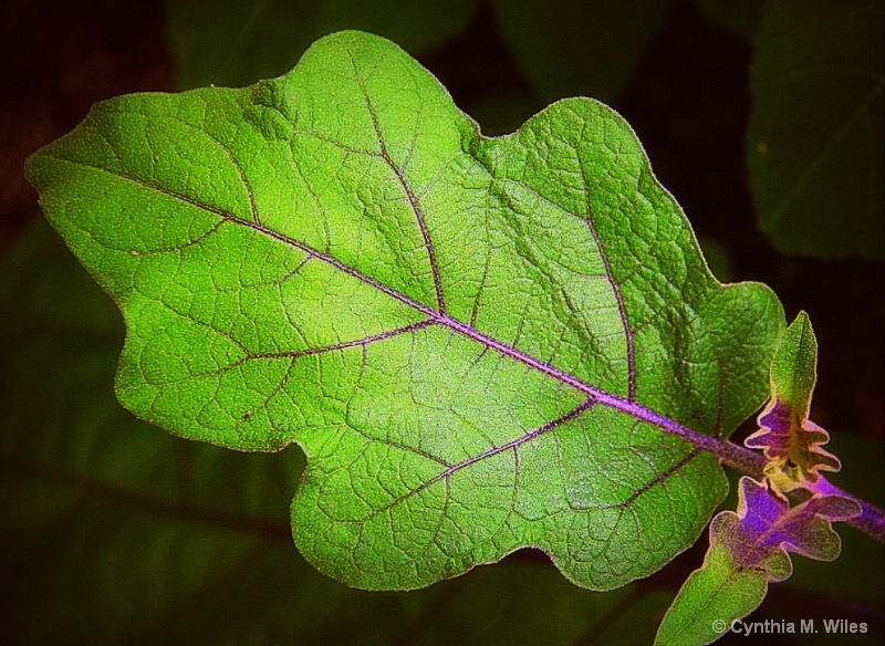 A Leaf in my Garden