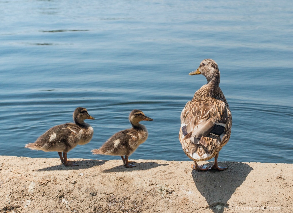 Duck family