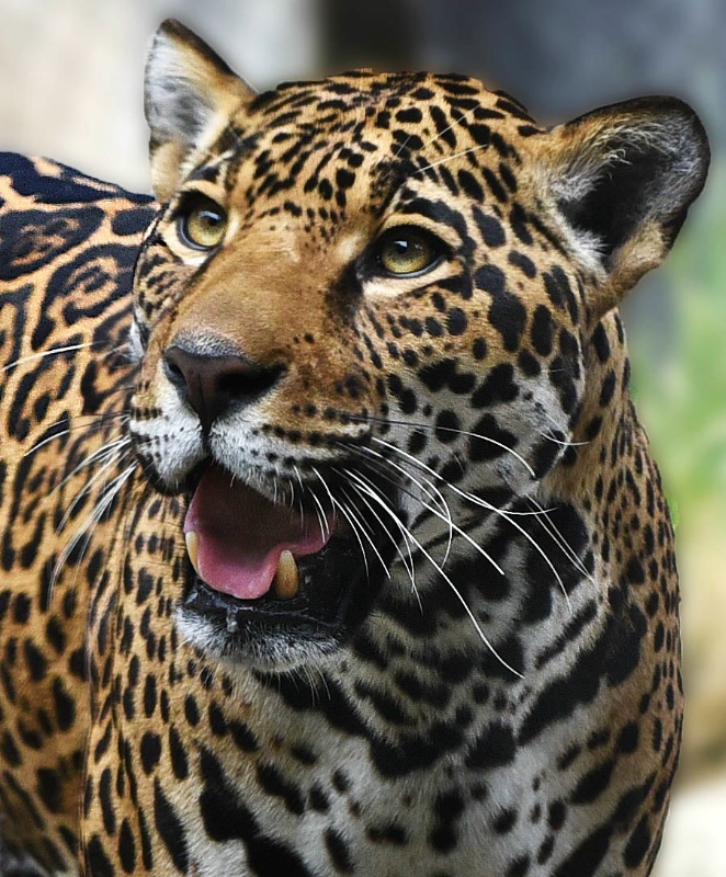 Jaguar