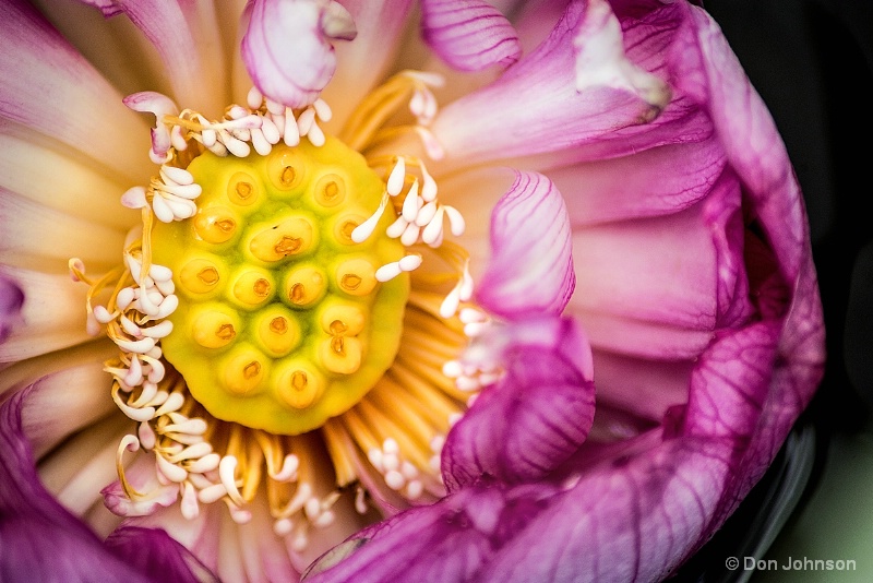 Opening Lotus Pod 6-8-16 069