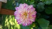 Beautiful deck  d...