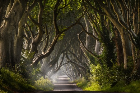 The Dark Hedges