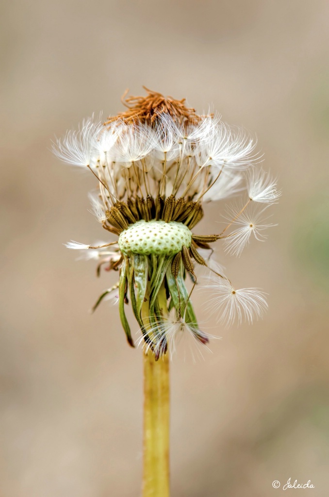 Dandelion Highrise