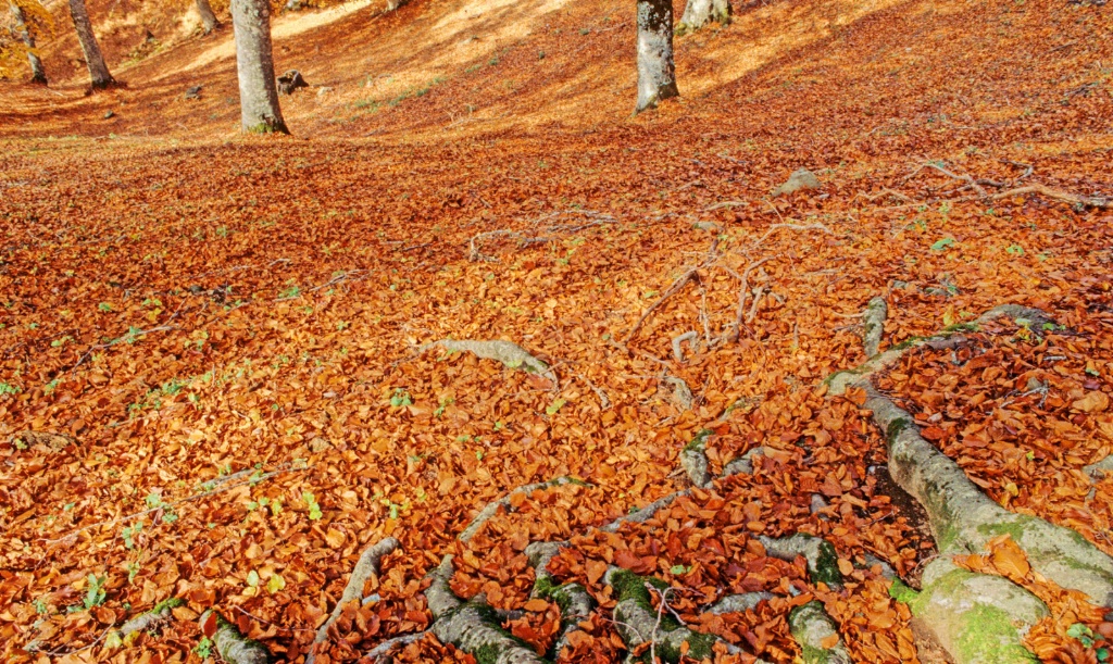 Carpet of leaves & Beech tree roots.