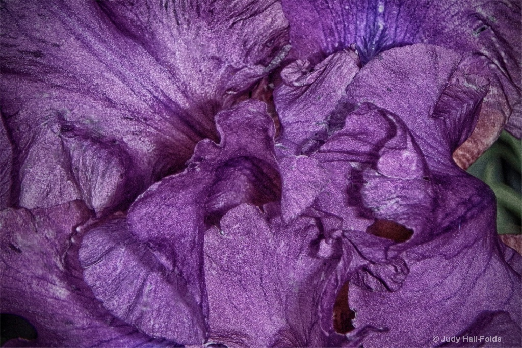 Unfolding Iris