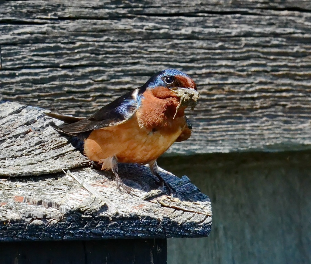 Barn Swallow and Nest Building Material
