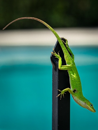 Hanging Out At The Pool