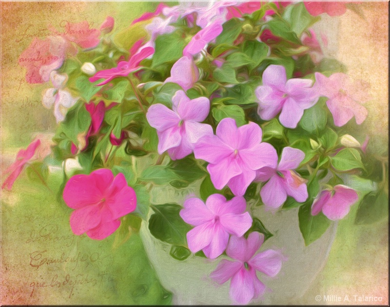 Impatiens