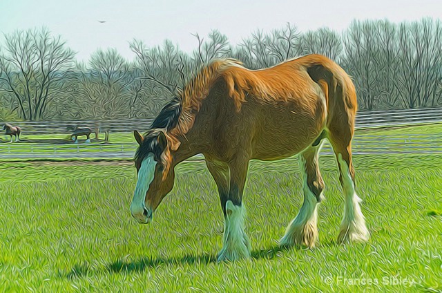 Clydesdale2