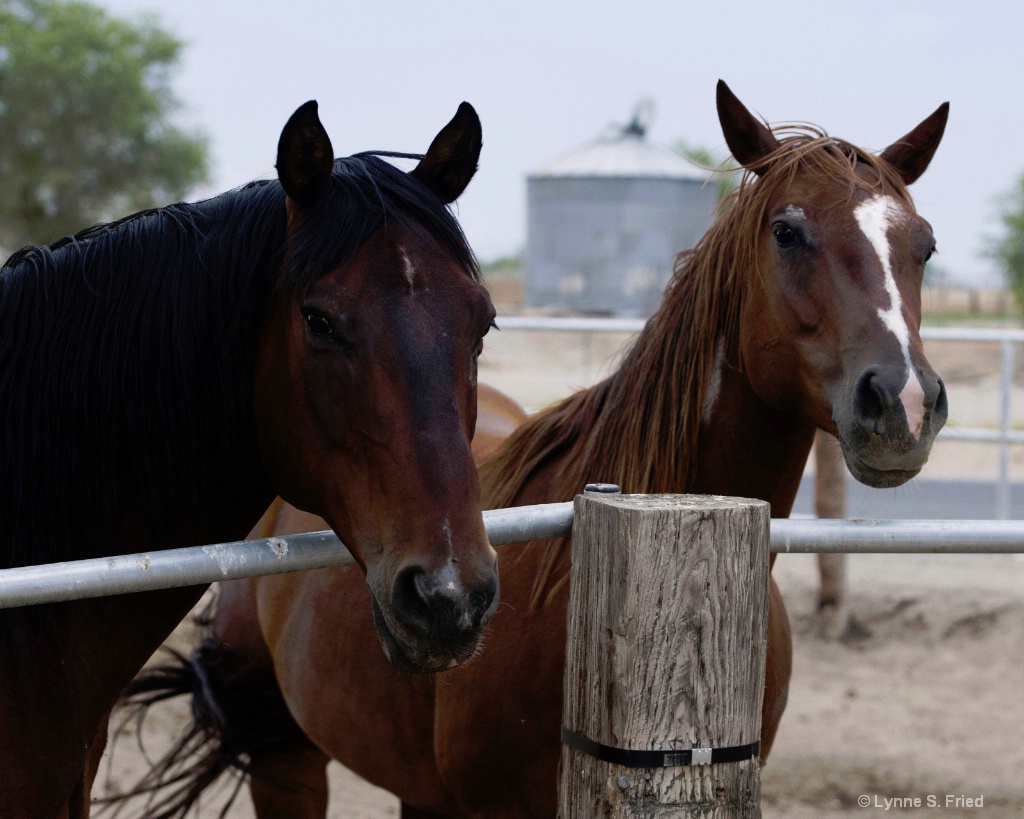 Bunny's horses