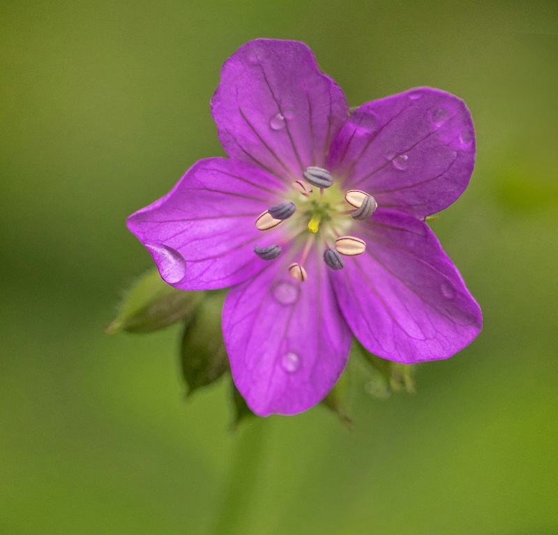 Morning Dew on a Phlox  