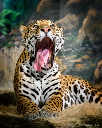 The Big Yawn-Jacquar