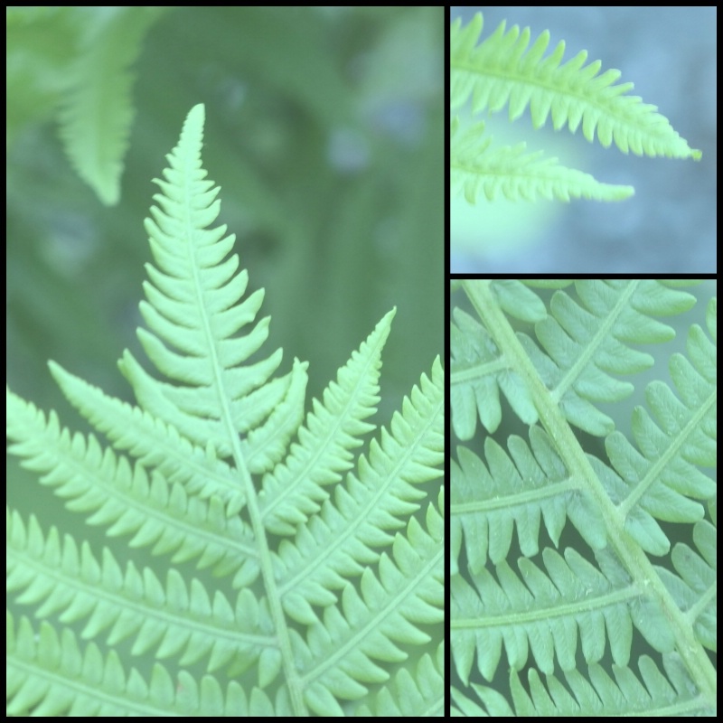 Ferns