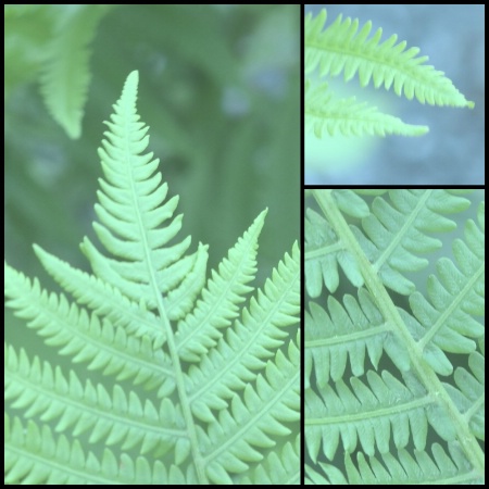 Ferns