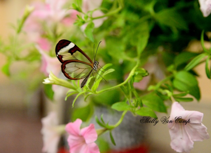 Glass Wings