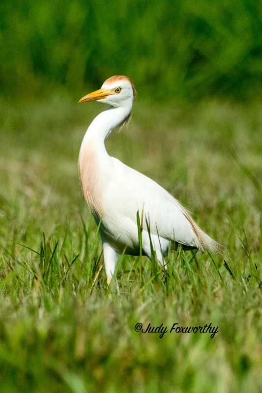 Cattle Egret In Breeding Color