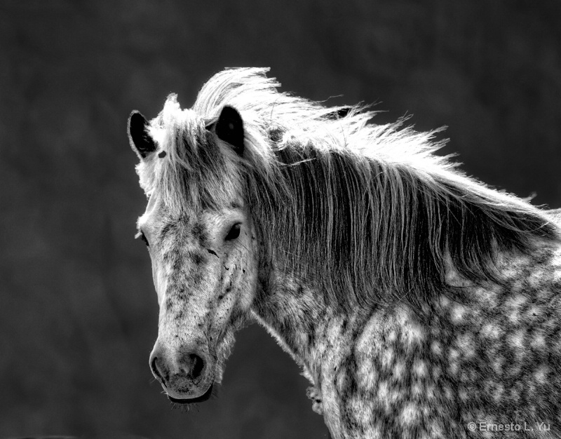 Horse in Monochrome