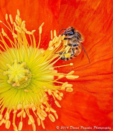 Bee and the Poppy