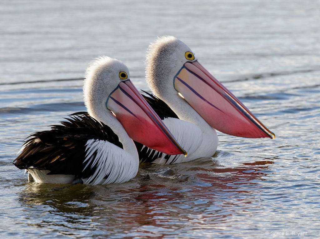 Australian Pelican (Pelecanus conspicillatus)