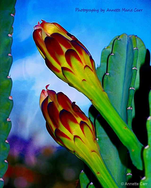 Cactus Blooms