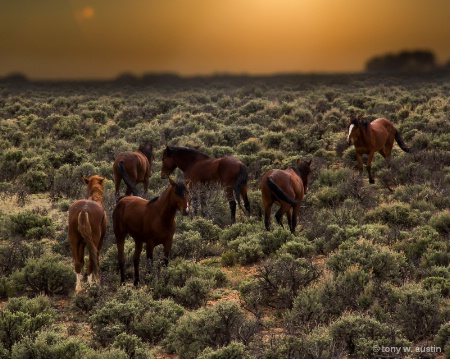 Wild horses at sunset