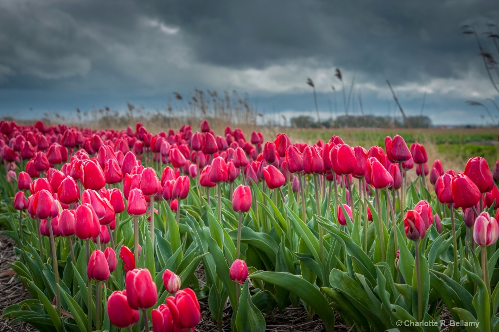 Pink tulips waiting for the storm