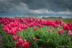 Pink tulips waiti...