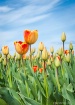 Tulips in the sky