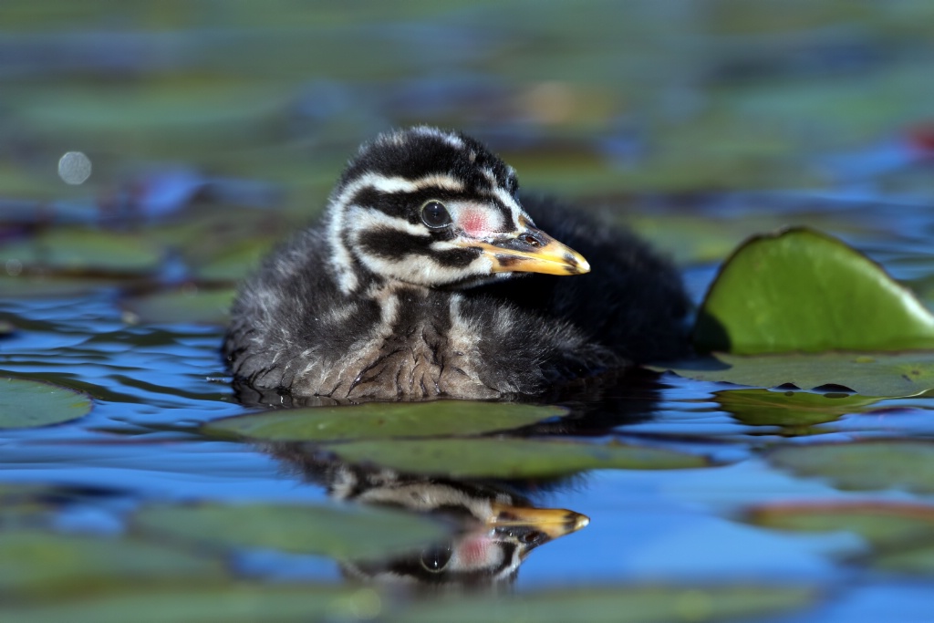 Baby Grebe 8443