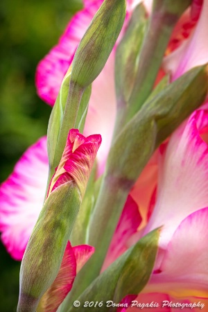 Gladiolus