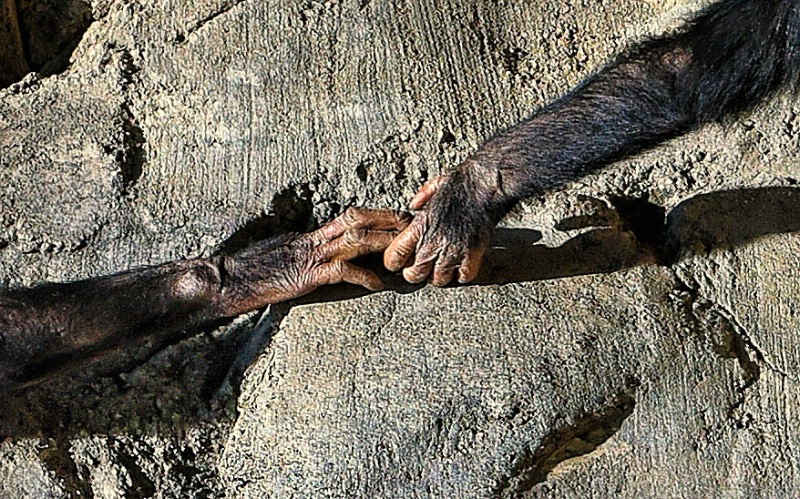 "Creation Of Adam" (Chimp Style)