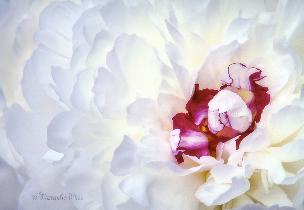 Heart of a peony