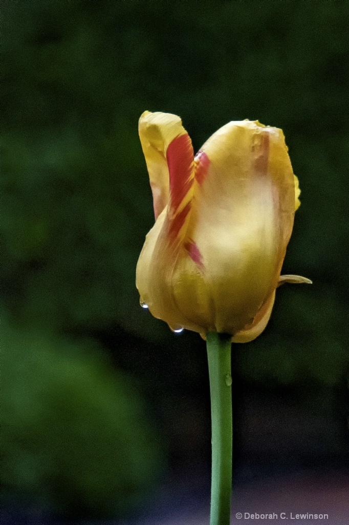 Tulip -1